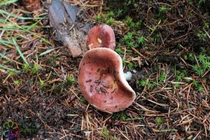 russula vesca (1) (1000 x 667).jpg_product_product_product_product_product